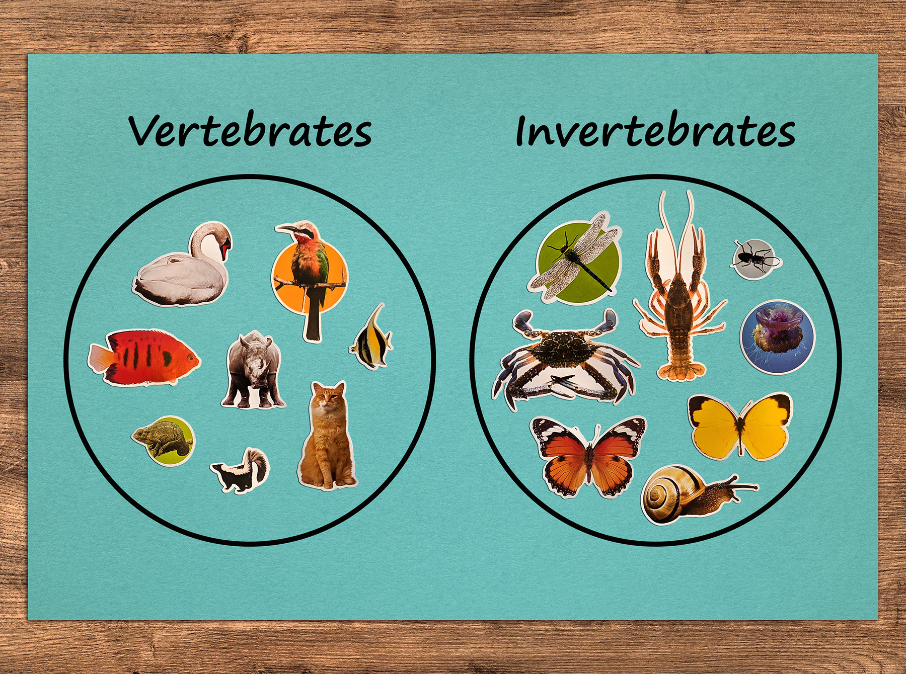 Vertebrates and Invertebrates