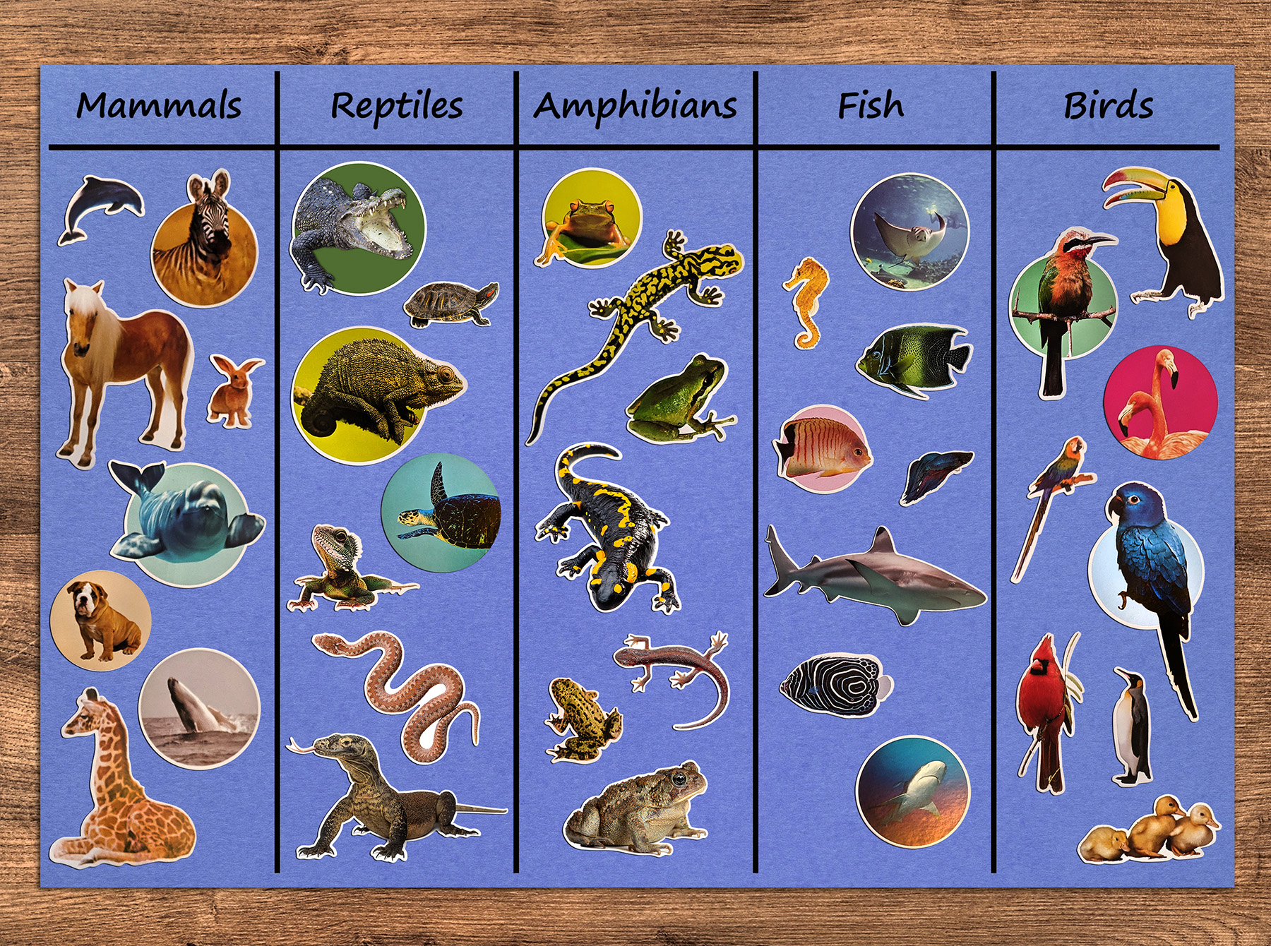 Animal Classifications