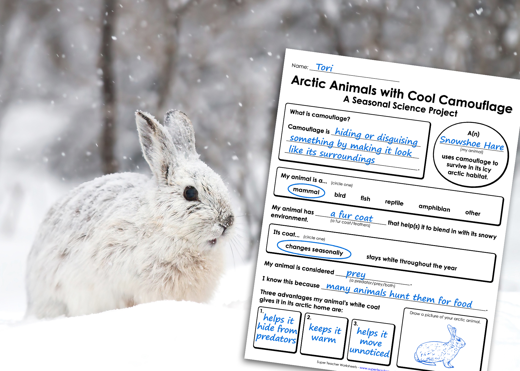 Arctic Animals with Winter Camouflage