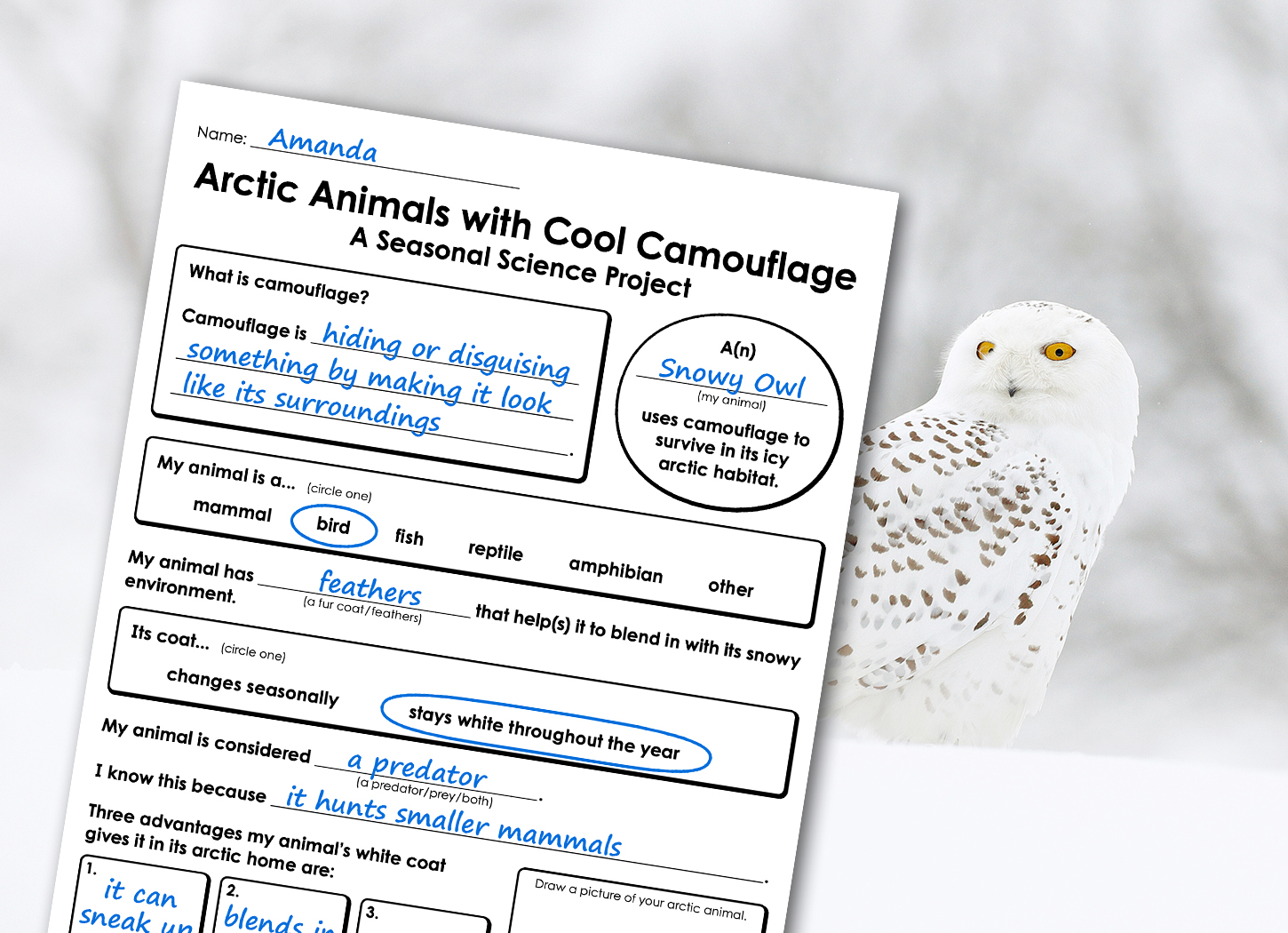 Learn About Winter Camouflage
