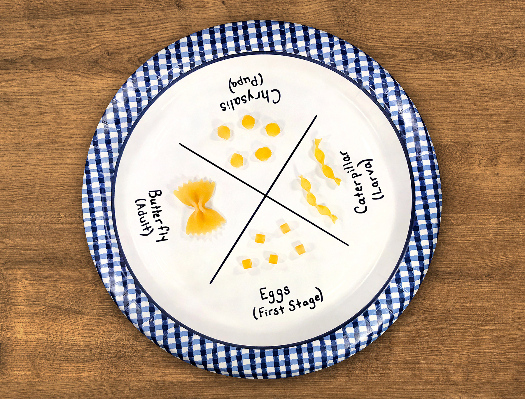 Butterfly Life Cycle Activity