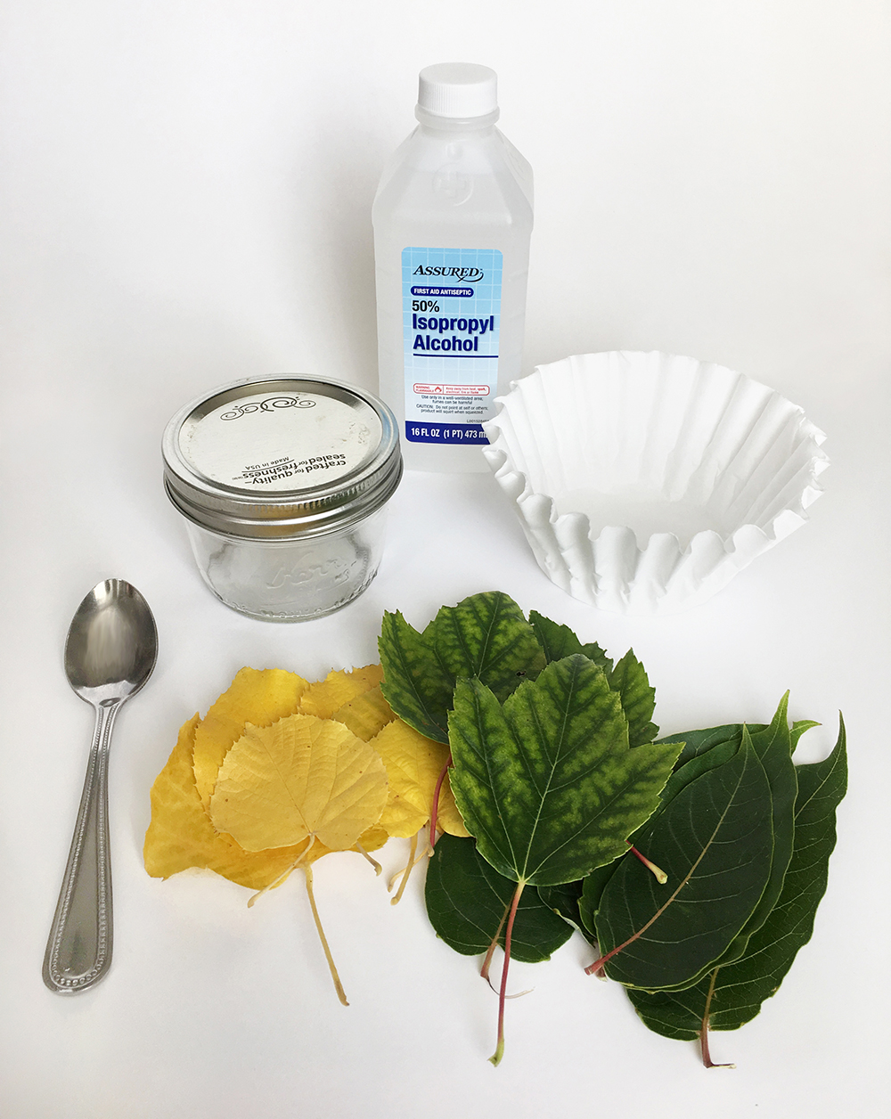 Autumn Science Activity